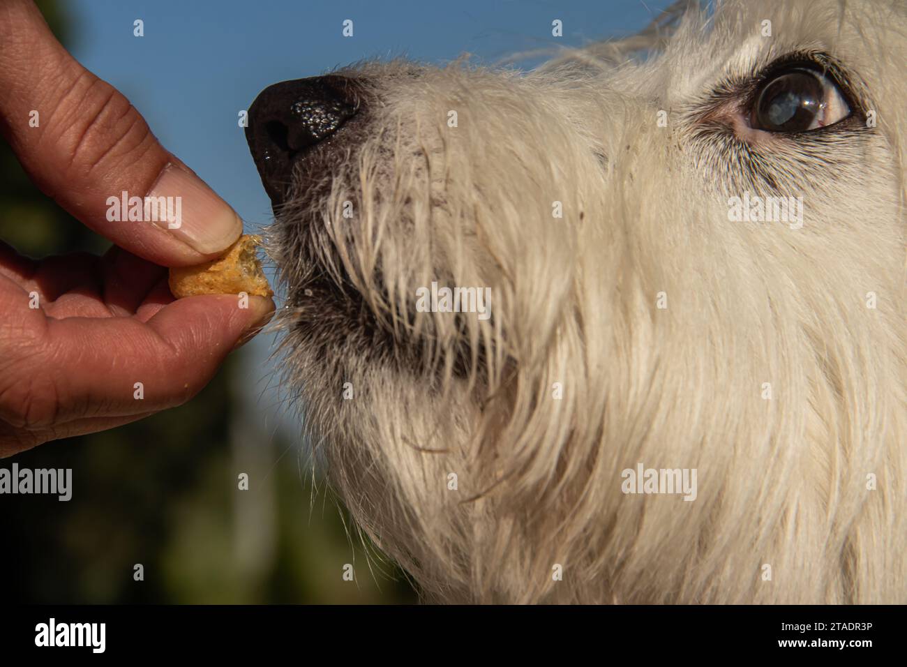 Tempo di alimentazione per il piccolo cane bianco, mano umana che mette dieta nutrizionale nella bocca dei cuccioli Foto Stock