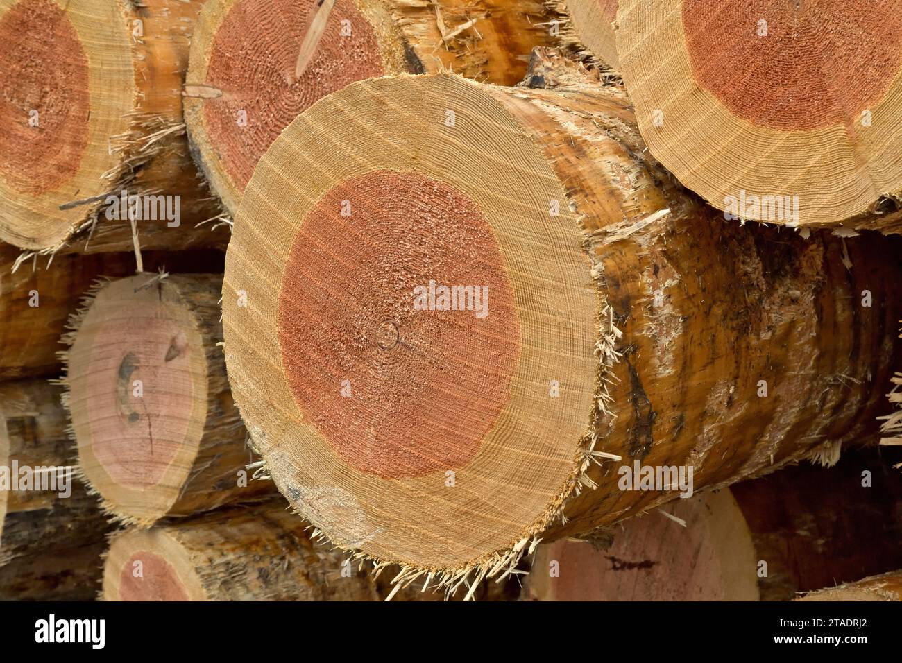 Tronchi di Douglas Fir "Pseudotsuga menziesii" raccolti e scuoiati, presso il frantoio, gli anelli di crescita, Trinity County, California. Foto Stock