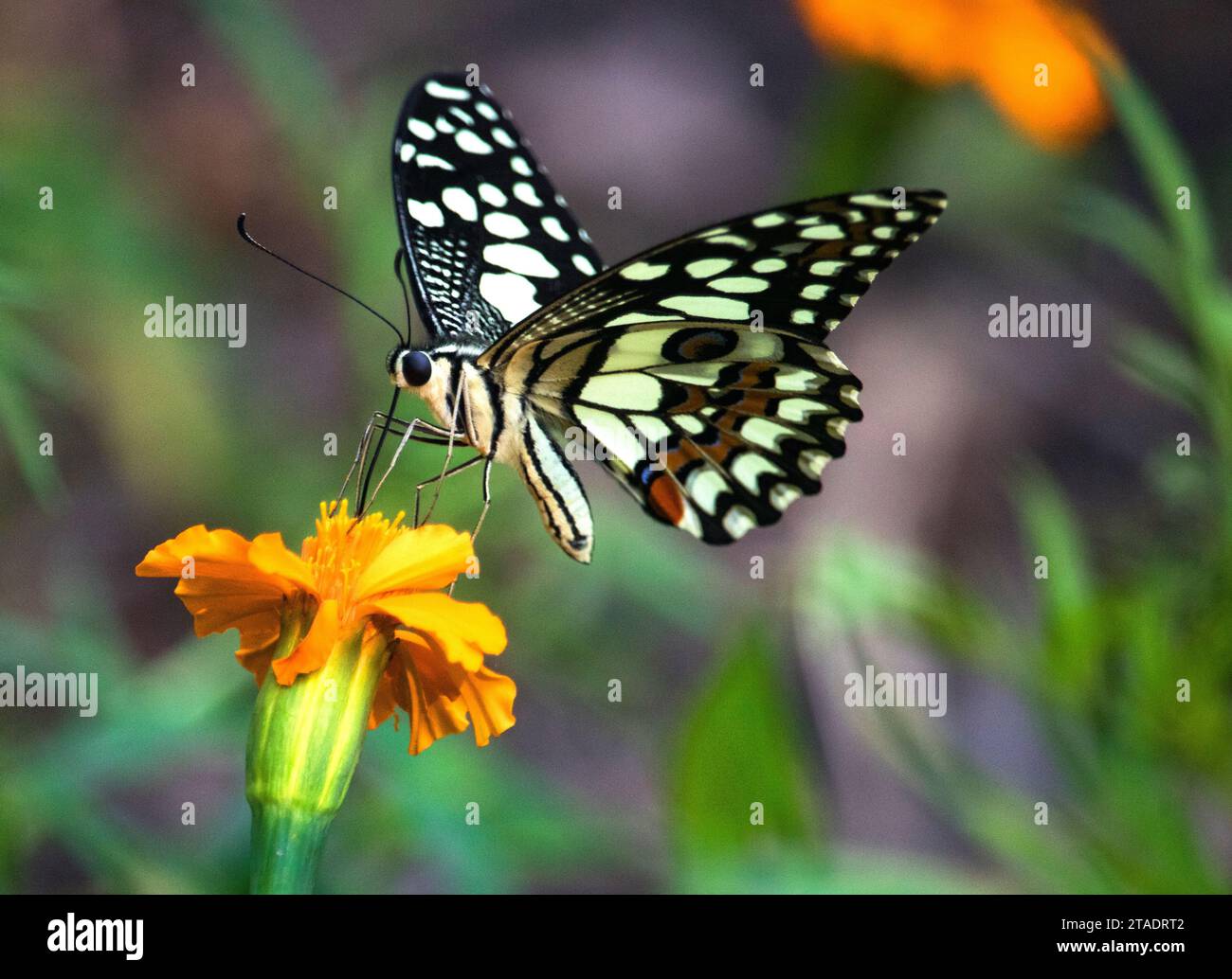 Bellissima farfalla su fiore, vegetazione verde farfalla sullo sfondo. Foto Stock