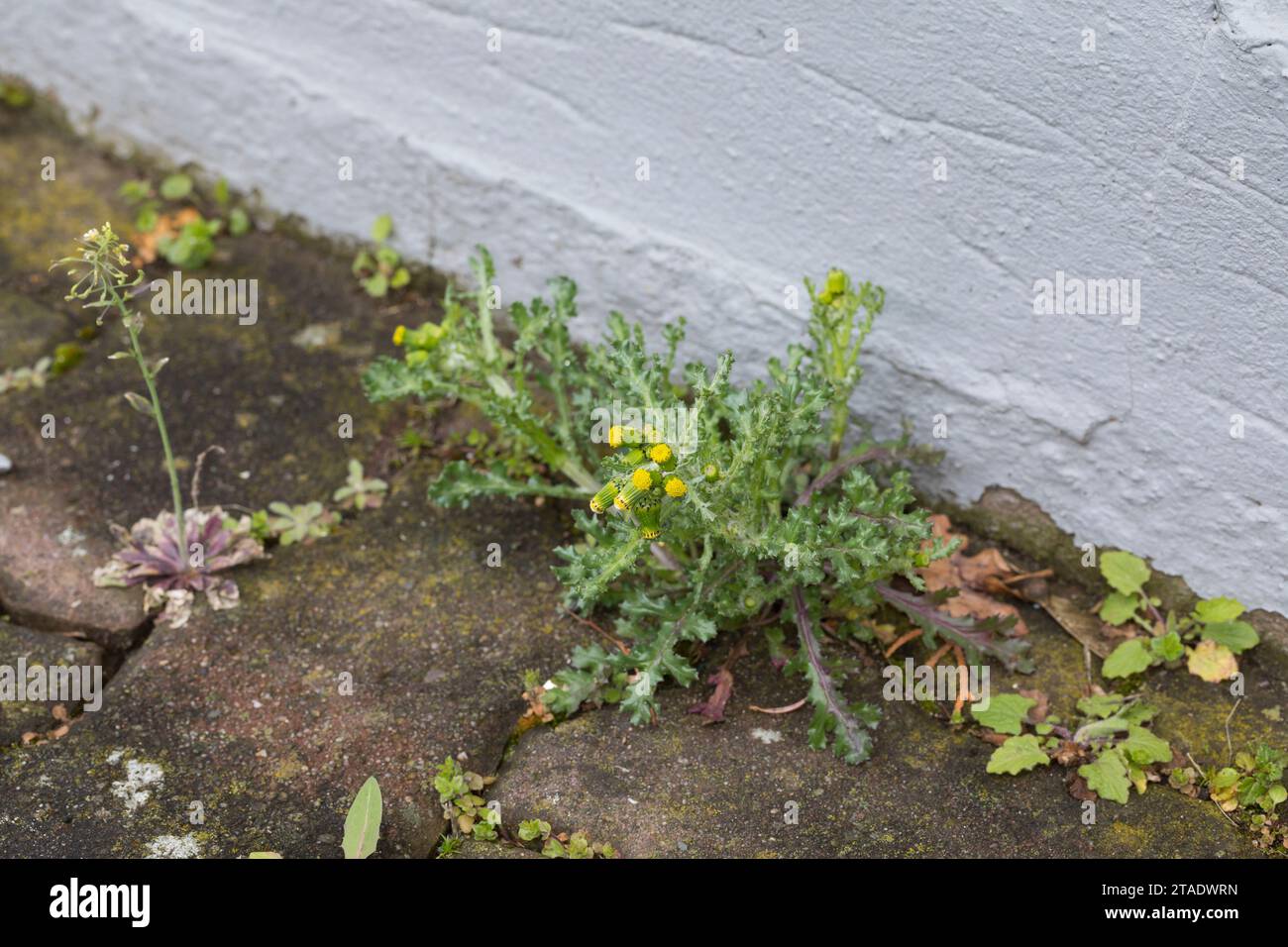 Gewöhnliches Greiskraut, in Fuge, Fugen, Gemeines Greiskraut, Gemeines Kreuzkraut, Senecio vulgaris, terreno comune, le sénecón commun Foto Stock