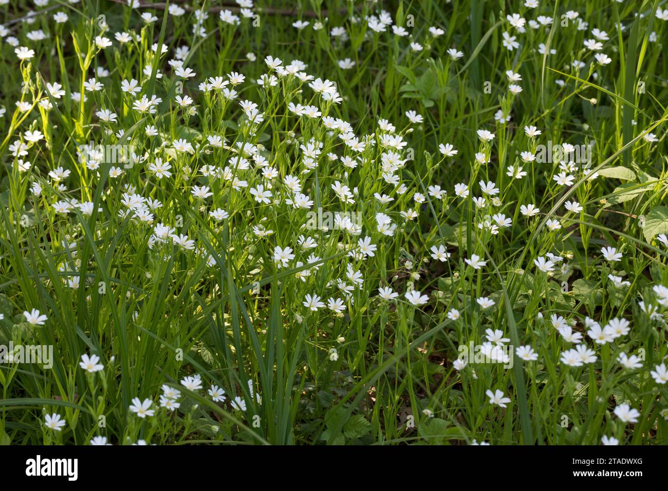 Große Sternmiere, Grosse Sternmiere, Echte Sternmiere, Großblütige Sternmiere, Sternmiere, Stern-Miere, Stellaria hologea, Rabelera hologea, Stitchw Foto Stock