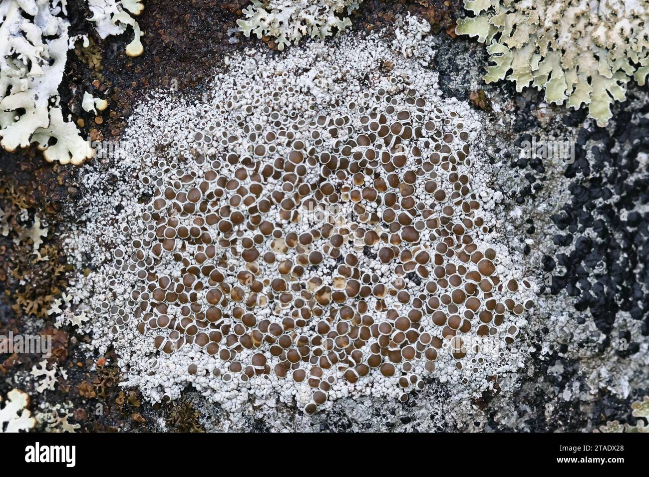 Lecanora campestris, un lichene di cerchio che cresce su calcare in Finlandia Foto Stock