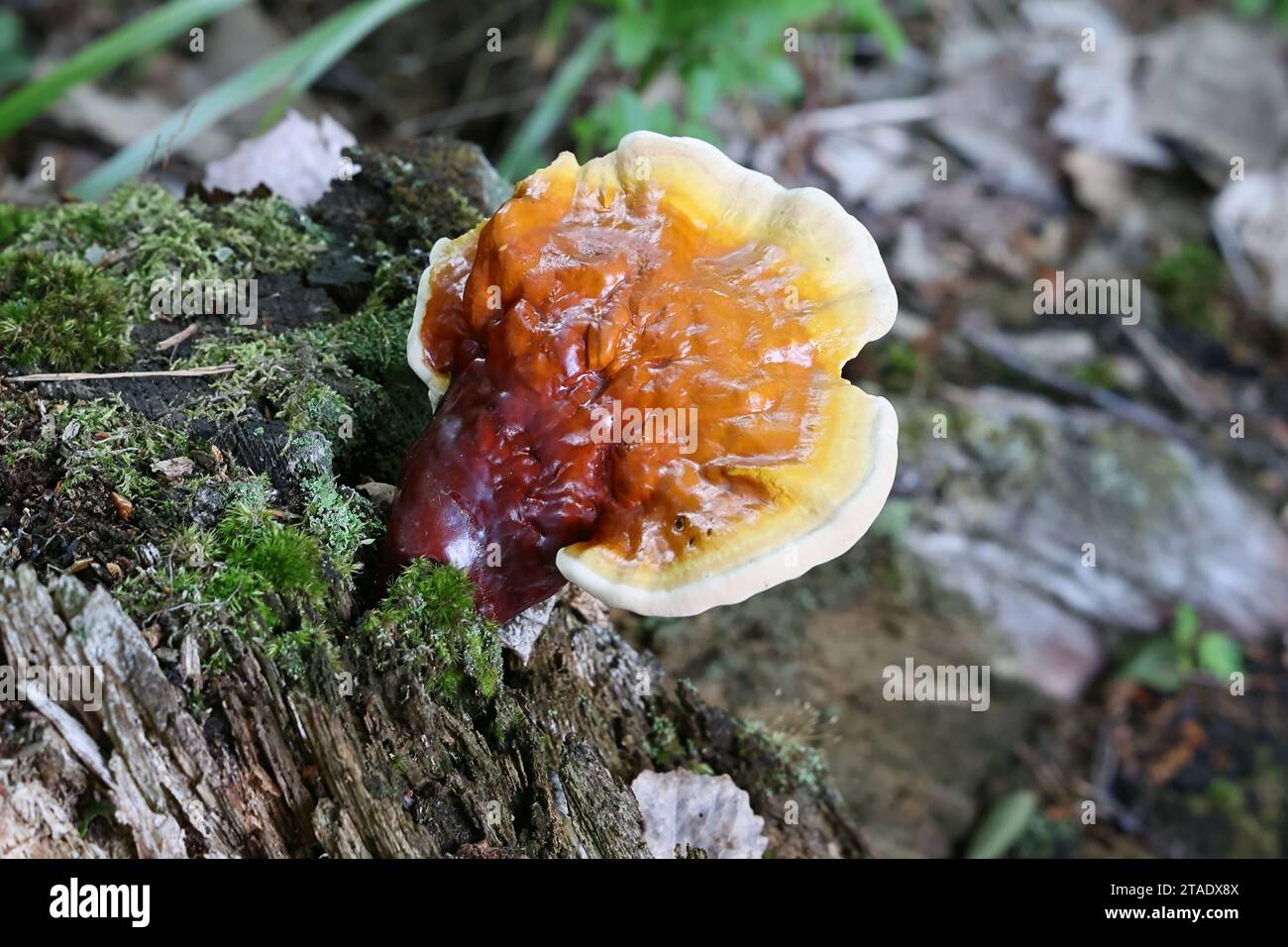 Ganoderma lucidum, comunemente noto come fungo lingzhi o fungo reishi, fungo medicinale molto tradizionale che cresce allo stato brado in Finlandia Foto Stock