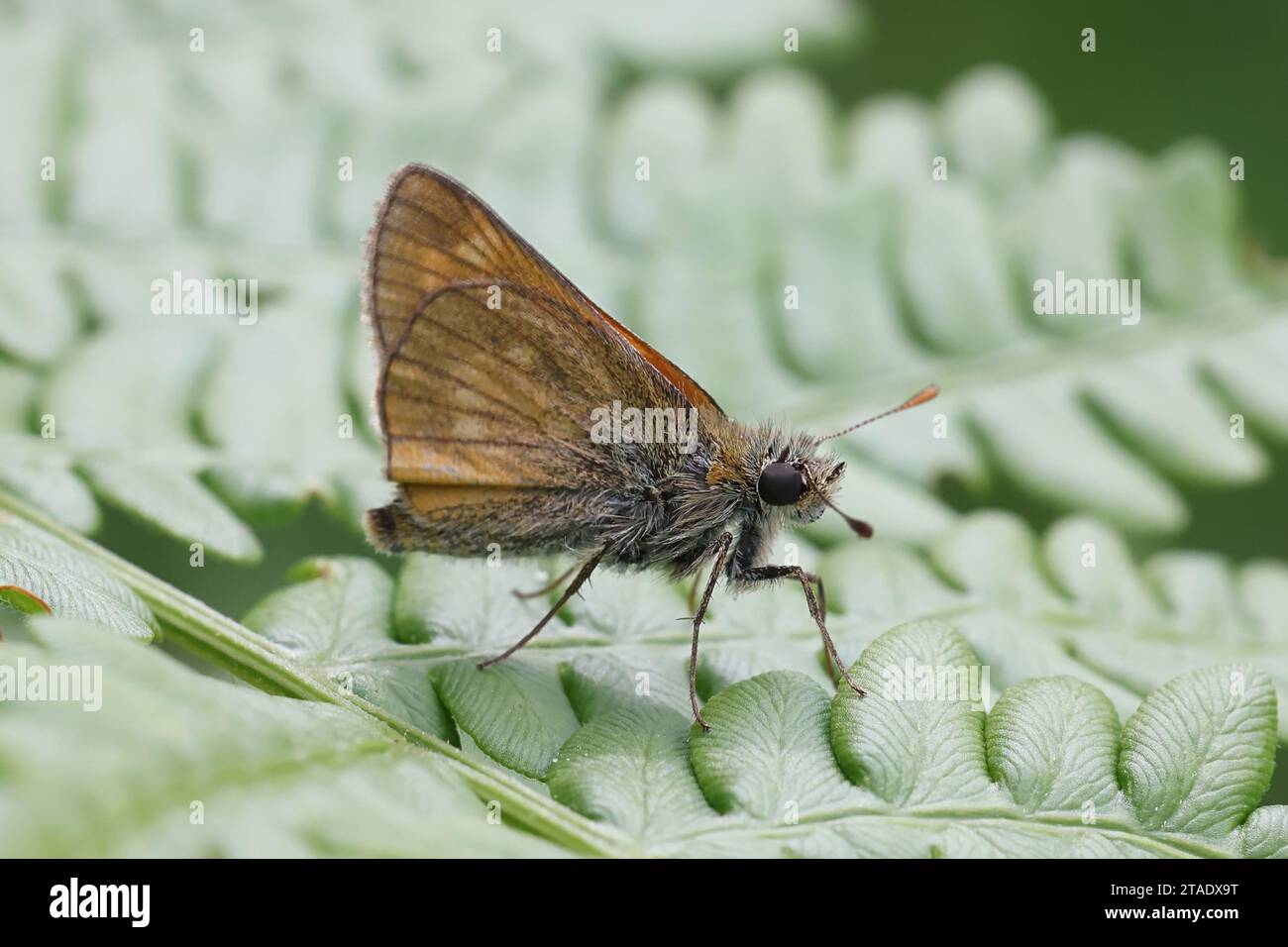 Ochlodes sylvanus, comunemente noto come grande skipper, che poggia su Pinewood Bracken, Pteridium pinetorum Foto Stock
