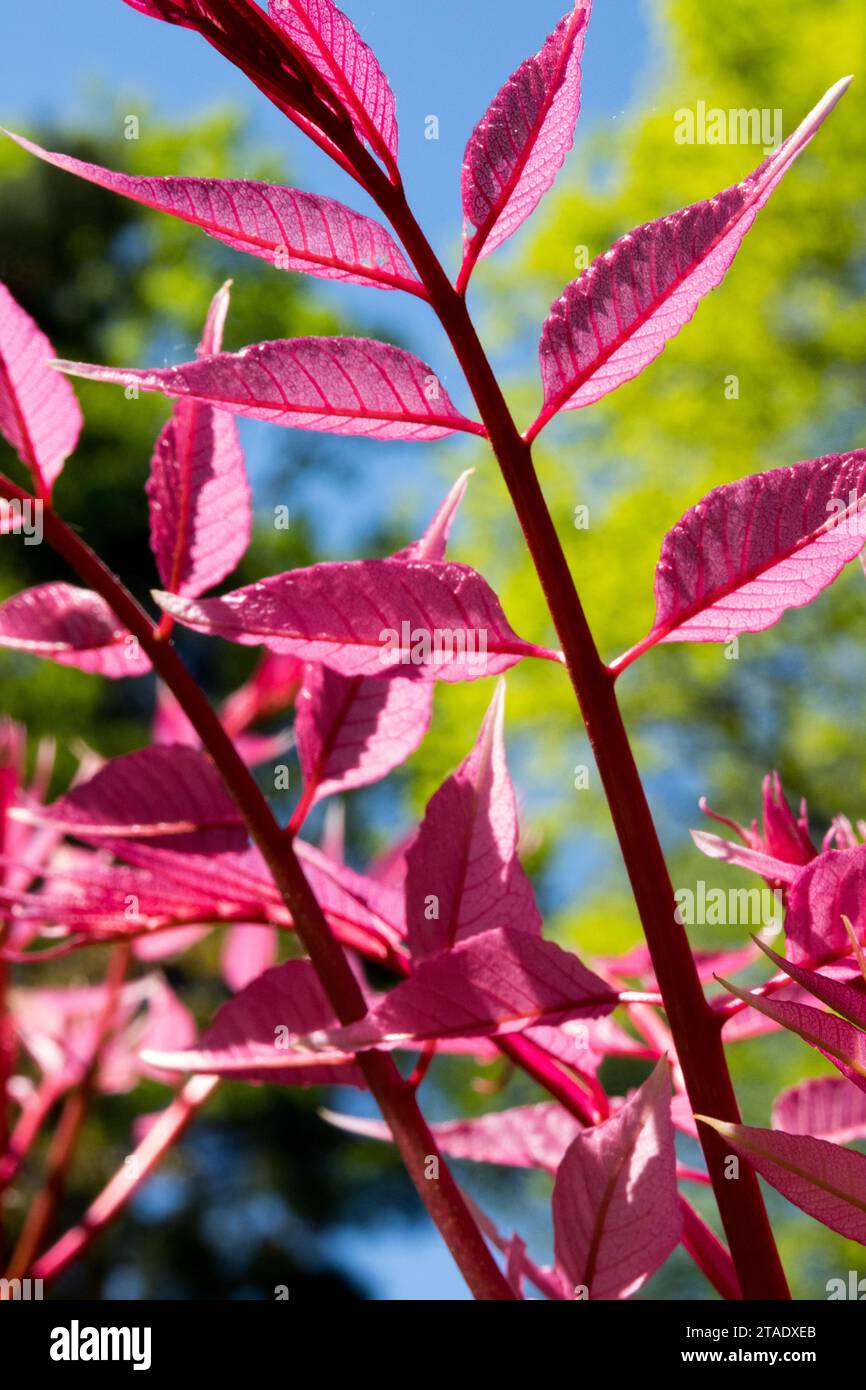 Foglie rosa giovani di Toona sinensis, mogano cinese, cedro cinese, manzo e cipolla Foto Stock