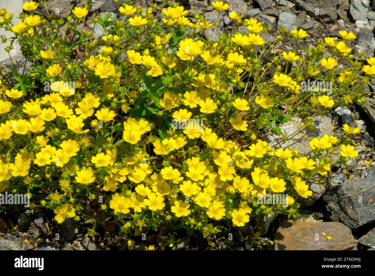 Giallo, alpino, vegetale, fiorito, Potentilla crantzii, fiori, rocce, giardino Foto Stock