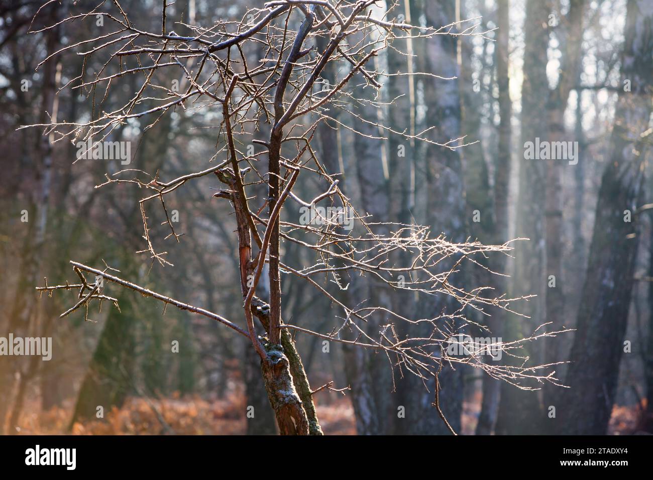 Foresta Sababurg Urwald, Hofgeismar, Weser Uplands, Weserbergland, Hesse, Germania Foto Stock