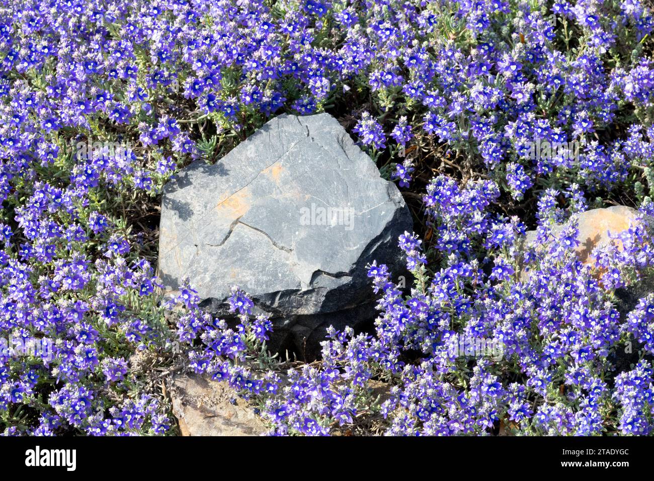 piante, giardino, roccia, alpina, pietra, blu, fiori, Veronica polifolia Foto Stock