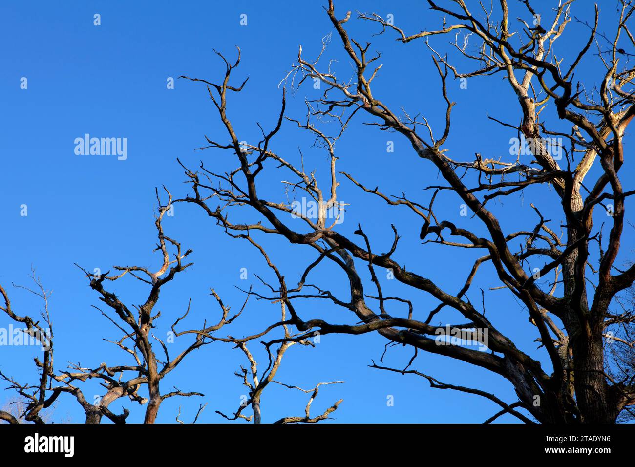 Foresta Sababurg Urwald, Hofgeismar, Weser Uplands, Weserbergland, Hesse, Germania Foto Stock
