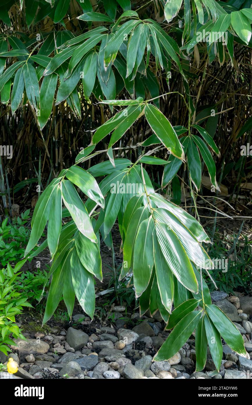 Bamboo a foglia larga, Sasa palmata "Nebulosa" in giardino Foto Stock