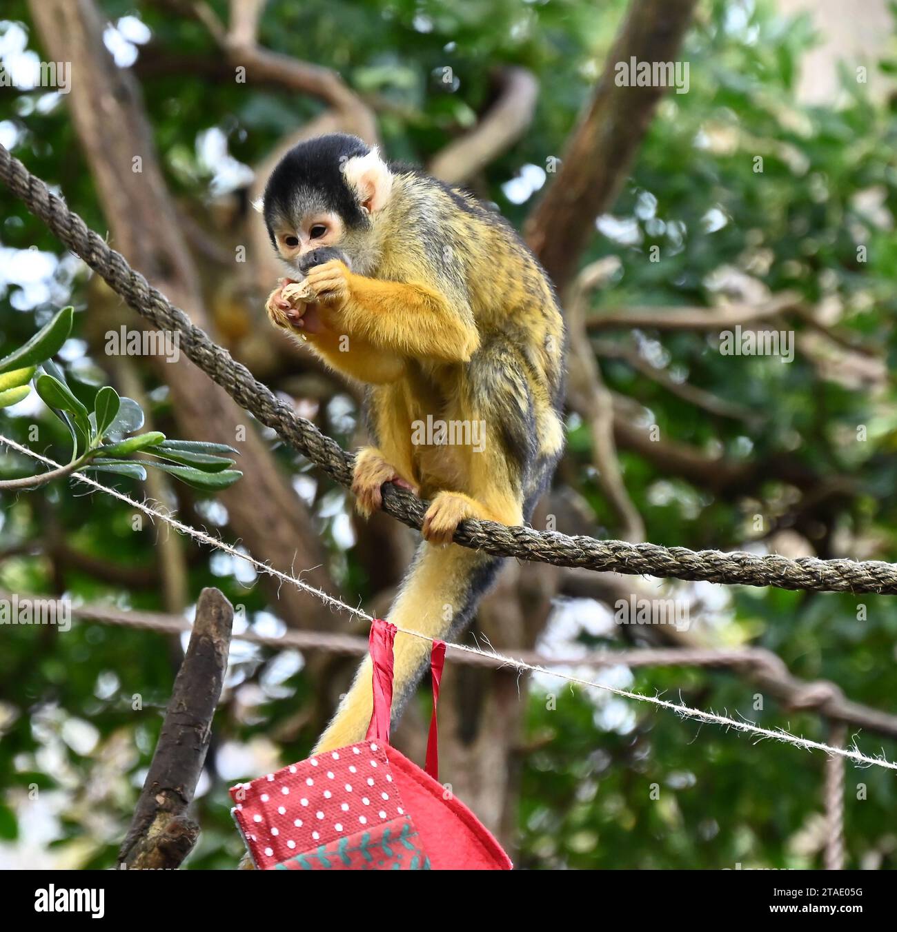 Tigri, meerkat e scimmie scoiattolo inizieranno il conto alla rovescia per Natale giovedì mattina (30 novembre), aprendo tre calendari dell'avvento molto diversi allo zoo di Londra. Zac, Crispin, Gaysha e Asim, tigri Sumatra a rischio critico, Zac, Crispin, Gaysha e Asim, seguiranno un sentiero di profumi festosi di cannella e noce moscata fino a una torre dell'avvento, mentre la truppa boliviana di scimmie scoiattolo dal cappio nero metterà alla prova la loro agilità mentre avanzano tra le bustine appese per le loro prelibatezze preferite. Altrove, meerkats, Meko, Penelope, Dracula e Frank, si sveglieranno con il loro calendario ... Foto Stock