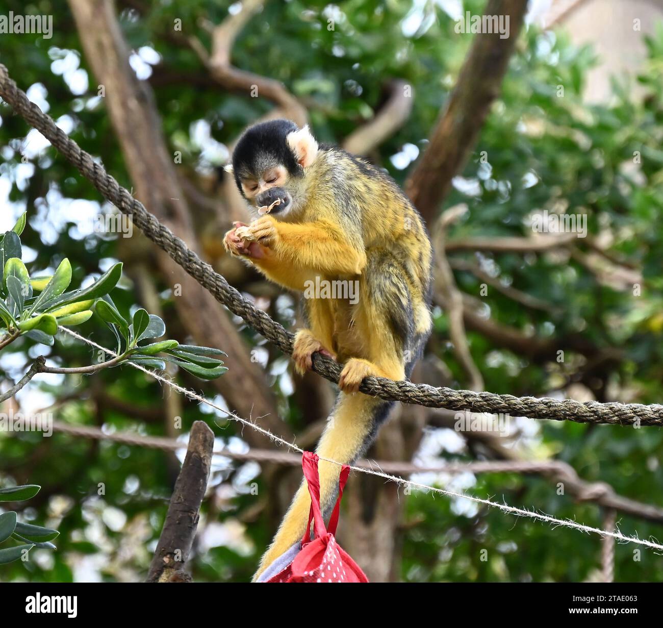 Tigri, meerkat e scimmie scoiattolo inizieranno il conto alla rovescia per Natale giovedì mattina (30 novembre), aprendo tre calendari dell'avvento molto diversi allo zoo di Londra. Zac, Crispin, Gaysha e Asim, tigri Sumatra a rischio critico, Zac, Crispin, Gaysha e Asim, seguiranno un sentiero di profumi festosi di cannella e noce moscata fino a una torre dell'avvento, mentre la truppa boliviana di scimmie scoiattolo dal cappio nero metterà alla prova la loro agilità mentre avanzano tra le bustine appese per le loro prelibatezze preferite. Altrove, meerkats, Meko, Penelope, Dracula e Frank, si sveglieranno con il loro calendario ... Foto Stock