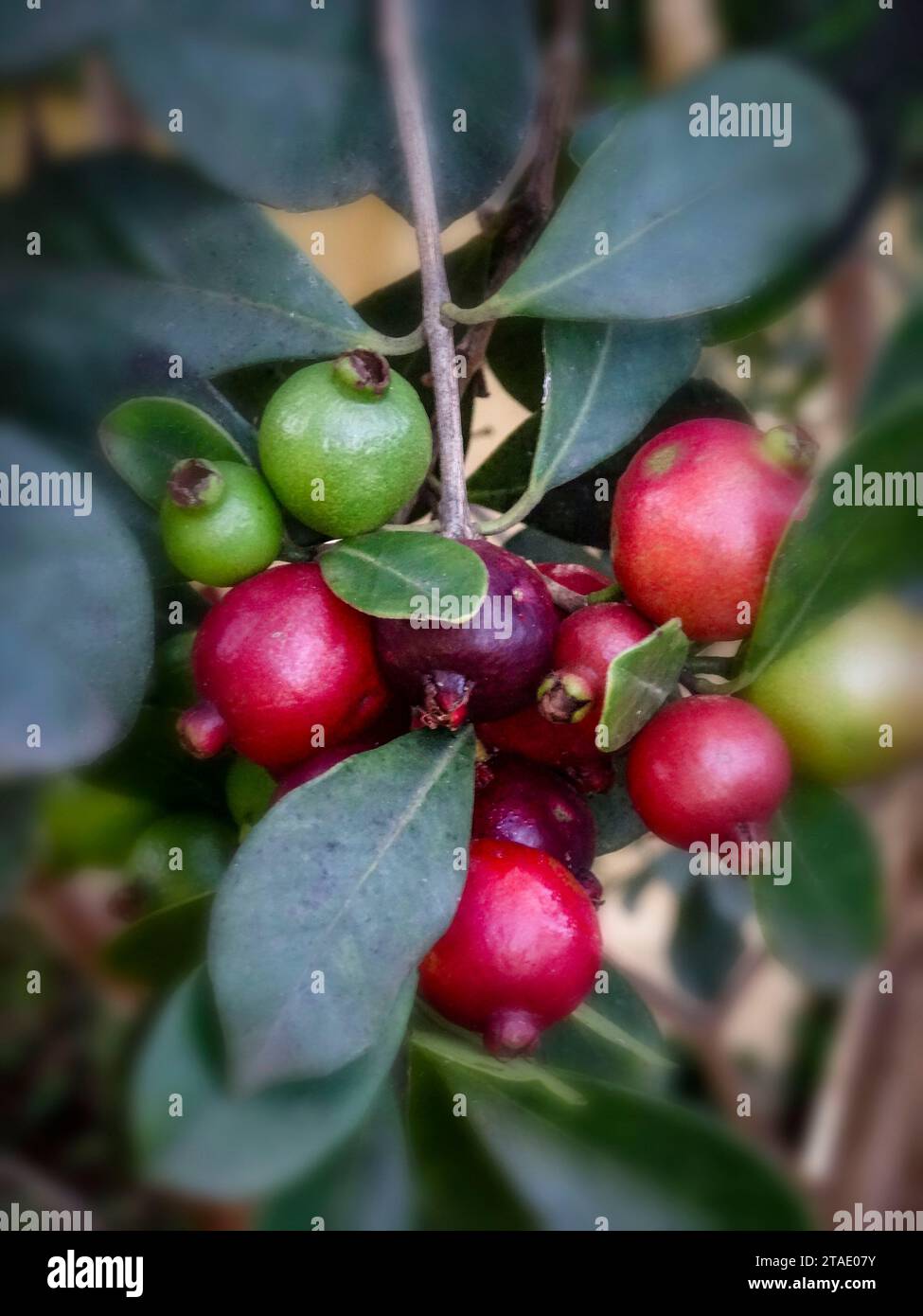 Ritratto naturale ravvicinato delle piante da frutto della fragola Guayabo De Fresa, ingannevolmente aromatica e dolce (Cattley guava, fragola guava) Foto Stock