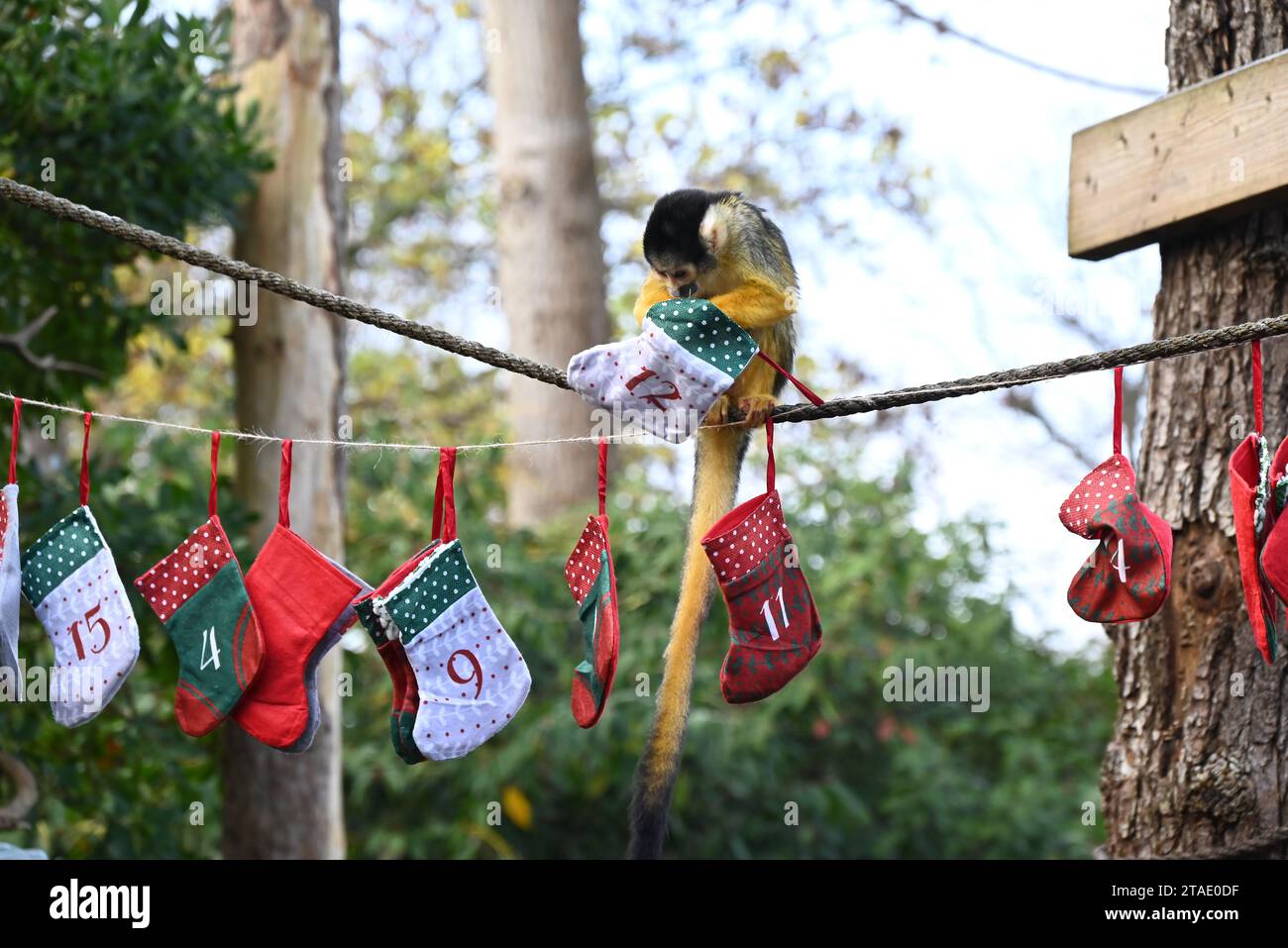 Tigri, meerkat e scimmie scoiattolo inizieranno il conto alla rovescia per Natale giovedì mattina (30 novembre), aprendo tre calendari dell'avvento molto diversi allo zoo di Londra. Zac, Crispin, Gaysha e Asim, tigri Sumatra a rischio critico, Zac, Crispin, Gaysha e Asim, seguiranno un sentiero di profumi festosi di cannella e noce moscata fino a una torre dell'avvento, mentre la truppa boliviana di scimmie scoiattolo dal cappio nero metterà alla prova la loro agilità mentre avanzano tra le bustine appese per le loro prelibatezze preferite. Altrove, meerkats, Meko, Penelope, Dracula e Frank, si sveglieranno con il loro calendario ... Foto Stock