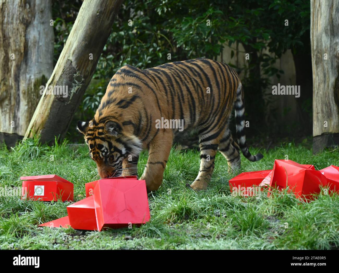 Tigri, meerkat e scimmie scoiattolo inizieranno il conto alla rovescia per Natale giovedì mattina (30 novembre), aprendo tre calendari dell'avvento molto diversi allo zoo di Londra. Zac, Crispin, Gaysha e Asim, tigri Sumatra a rischio critico, Zac, Crispin, Gaysha e Asim, seguiranno un sentiero di profumi festosi di cannella e noce moscata fino a una torre dell'avvento, mentre la truppa boliviana di scimmie scoiattolo dal cappio nero metterà alla prova la loro agilità mentre avanzano tra le bustine appese per le loro prelibatezze preferite. Altrove, meerkats, Meko, Penelope, Dracula e Frank, si sveglieranno con il loro calendario ... Foto Stock