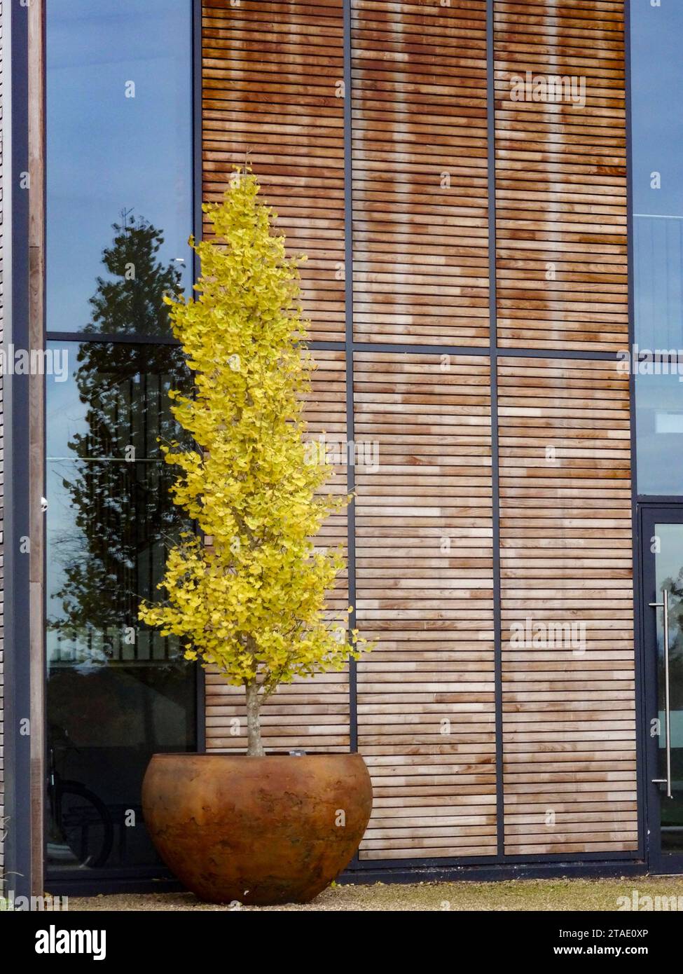 StatelyGinkgo biloba "Fastigiata Blagon", albero di maidenhair "Fastigiata Blagon". Ritratto naturale della pianta con spazio negativo Foto Stock