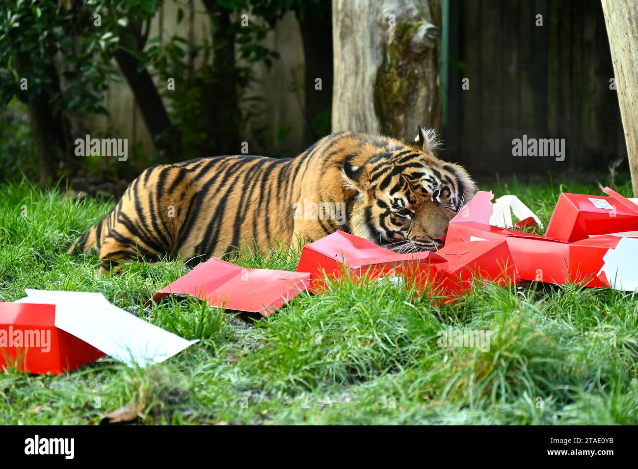 Tigri, meerkat e scimmie scoiattolo inizieranno il conto alla rovescia per Natale giovedì mattina (30 novembre), aprendo tre calendari dell'avvento molto diversi allo zoo di Londra. Zac, Crispin, Gaysha e Asim, tigri Sumatra a rischio critico, Zac, Crispin, Gaysha e Asim, seguiranno un sentiero di profumi festosi di cannella e noce moscata fino a una torre dell'avvento, mentre la truppa boliviana di scimmie scoiattolo dal cappio nero metterà alla prova la loro agilità mentre avanzano tra le bustine appese per le loro prelibatezze preferite. Altrove, meerkats, Meko, Penelope, Dracula e Frank, si sveglieranno con il loro calendario ... Foto Stock