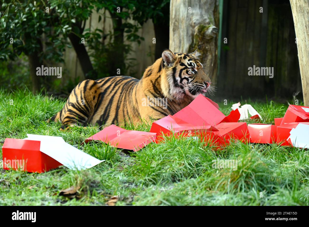 Tigri, meerkat e scimmie scoiattolo inizieranno il conto alla rovescia per Natale giovedì mattina (30 novembre), aprendo tre calendari dell'avvento molto diversi allo zoo di Londra. Zac, Crispin, Gaysha e Asim, tigri Sumatra a rischio critico, Zac, Crispin, Gaysha e Asim, seguiranno un sentiero di profumi festosi di cannella e noce moscata fino a una torre dell'avvento, mentre la truppa boliviana di scimmie scoiattolo dal cappio nero metterà alla prova la loro agilità mentre avanzano tra le bustine appese per le loro prelibatezze preferite. Altrove, meerkats, Meko, Penelope, Dracula e Frank, si sveglieranno con il loro calendario ... Foto Stock