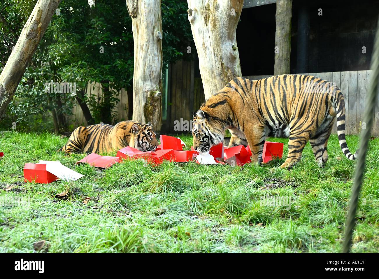 Tigri, meerkat e scimmie scoiattolo inizieranno il conto alla rovescia per Natale giovedì mattina (30 novembre), aprendo tre calendari dell'avvento molto diversi allo zoo di Londra. Zac, Crispin, Gaysha e Asim, tigri Sumatra a rischio critico, Zac, Crispin, Gaysha e Asim, seguiranno un sentiero di profumi festosi di cannella e noce moscata fino a una torre dell'avvento, mentre la truppa boliviana di scimmie scoiattolo dal cappio nero metterà alla prova la loro agilità mentre avanzano tra le bustine appese per le loro prelibatezze preferite. Altrove, meerkats, Meko, Penelope, Dracula e Frank, si sveglieranno con il loro calendario ... Foto Stock