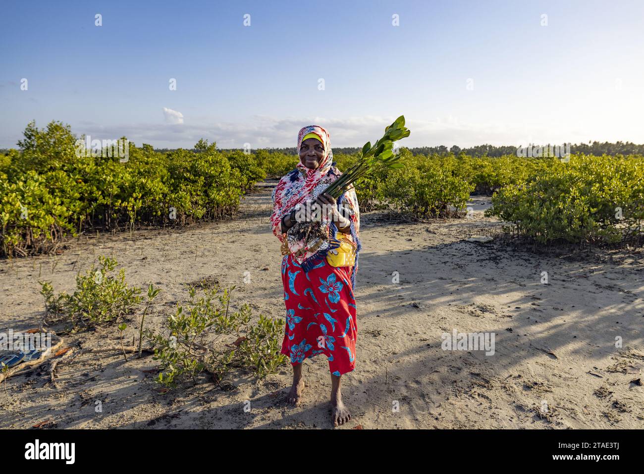 Tanzania, Zanzibar, Bumbwini l'ONG Mwambao lavora con le comunità per ripiantare mangrovie e preservare gli ecosistemi marini Foto Stock