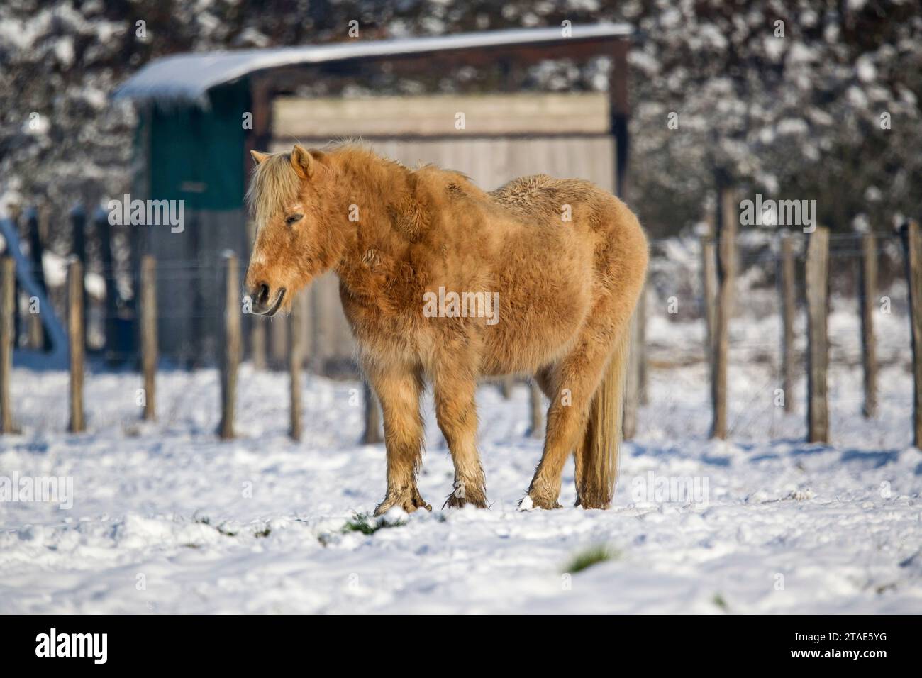 Francia, Indre et Loire, Valle della Loira dichiarata Patrimonio dell'Umanità dall'UNESCO, Autrèche, pony nella neve Foto Stock