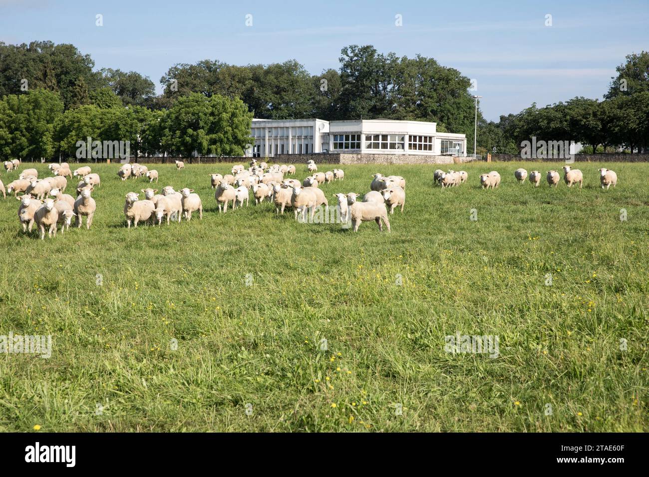 Francia, Indre et Loire, Valle della Loira dichiarata Patrimonio dell'Umanità dall'UNESCO, Nouzilly, INRA, Orfrasière unità sperimentale di Fisiologia animale, gregge di pecore Foto Stock