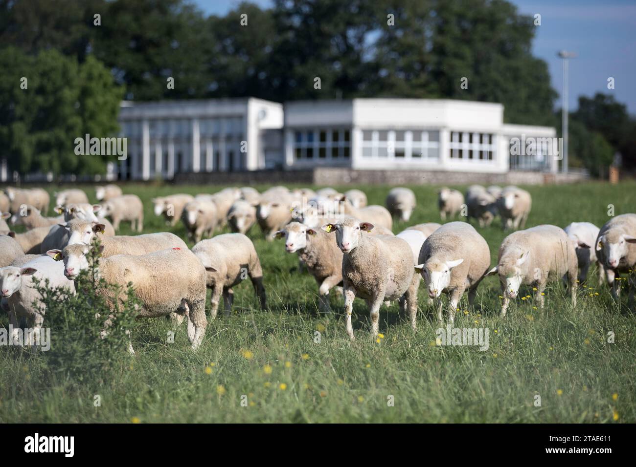 Francia, Indre et Loire, Valle della Loira dichiarata Patrimonio dell'Umanità dall'UNESCO, Nouzilly, INRA, Orfrasière unità sperimentale di Fisiologia animale, gregge di pecore Foto Stock