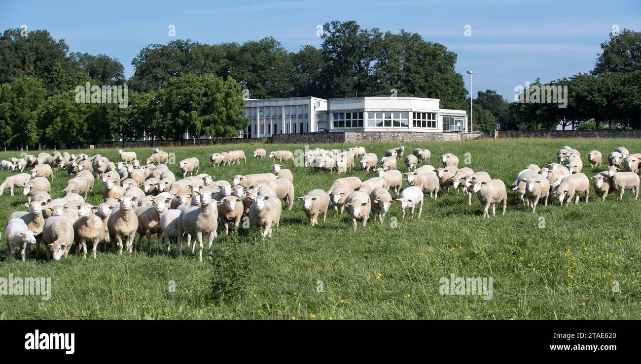 Francia, Indre et Loire, Valle della Loira dichiarata Patrimonio dell'Umanità dall'UNESCO, Nouzilly, INRA, Orfrasière unità sperimentale di Fisiologia animale, gregge di pecore Foto Stock