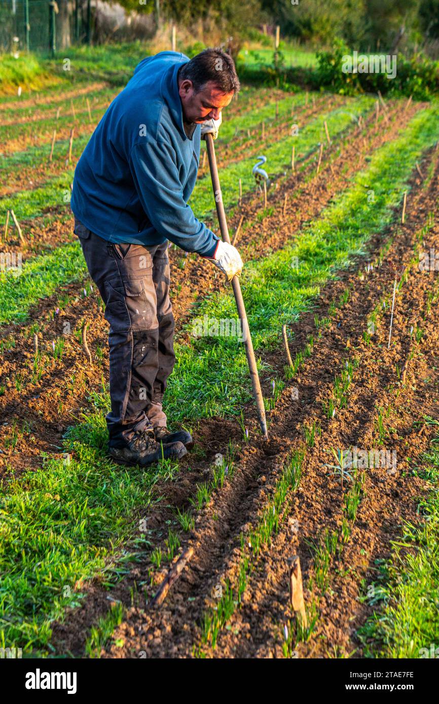 France, somme (80), Saint-Riquier, Saffron Harvest at Fabrice Houdant's Safran du Scardon a Saint-Riquier. Fabrice ha iniziato a coltivare lo zafferano, la spezia più costosa del mondo (40 euro al grammo), due anni fa. Ha piantato 50.000 bulbi in agosto e ora sta raccogliendo i fiori. Lo zafferano ha bisogno di terreno sciolto e tutte le erbacce vengono fatte a mano. Fabrice non utilizza alcun trattamento. Foto Stock