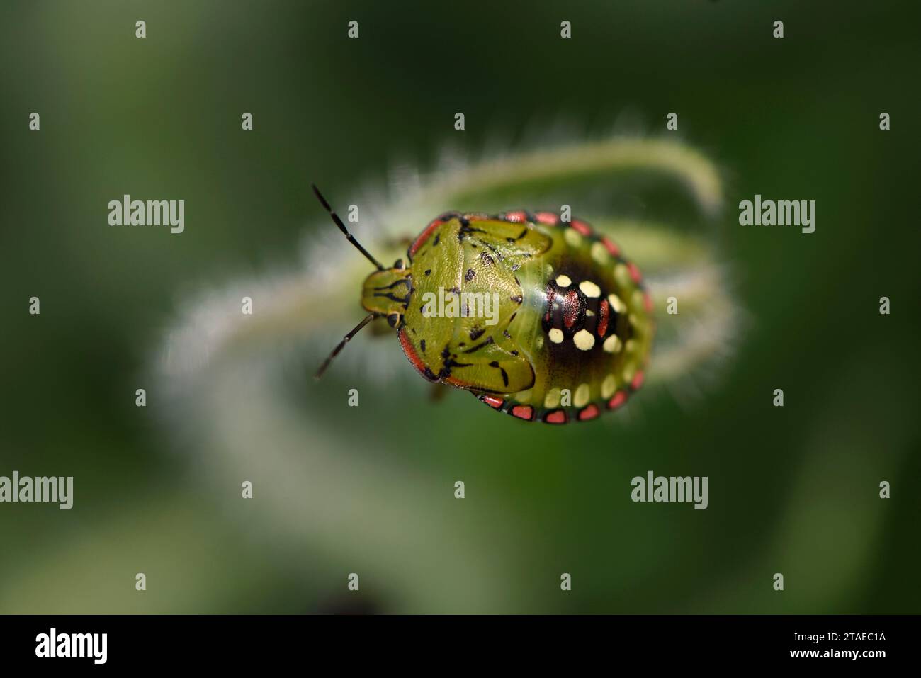 Francia, Territoire de Belfort, Belfort, Garden, bug (Nezara viridula), ultimo stadio larvale su Borage (Borago officinalis) Foto Stock
