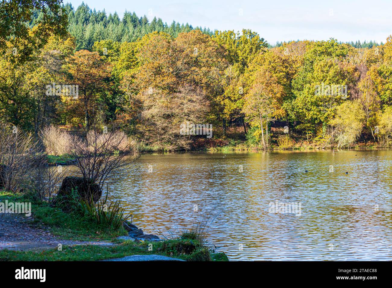 Colori autunnali nella Royal Forest of Dean - Cannop Ponds, Gloucestershire, Inghilterra Regno Unito Foto Stock