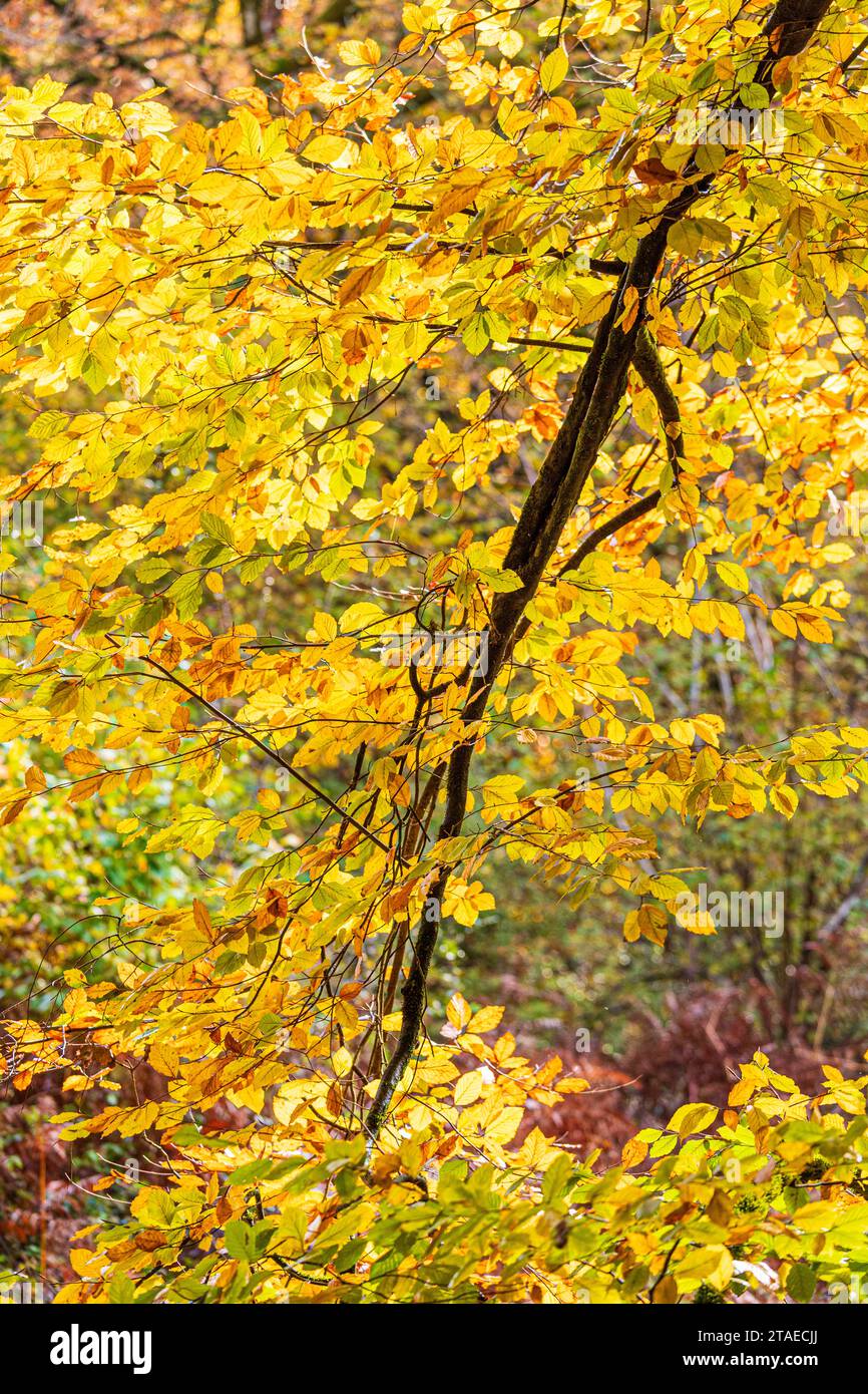 Colori autunnali nella Royal Forest of Dean - Un faggio a Cannop Ponds, Gloucestershire, Inghilterra Regno Unito Foto Stock