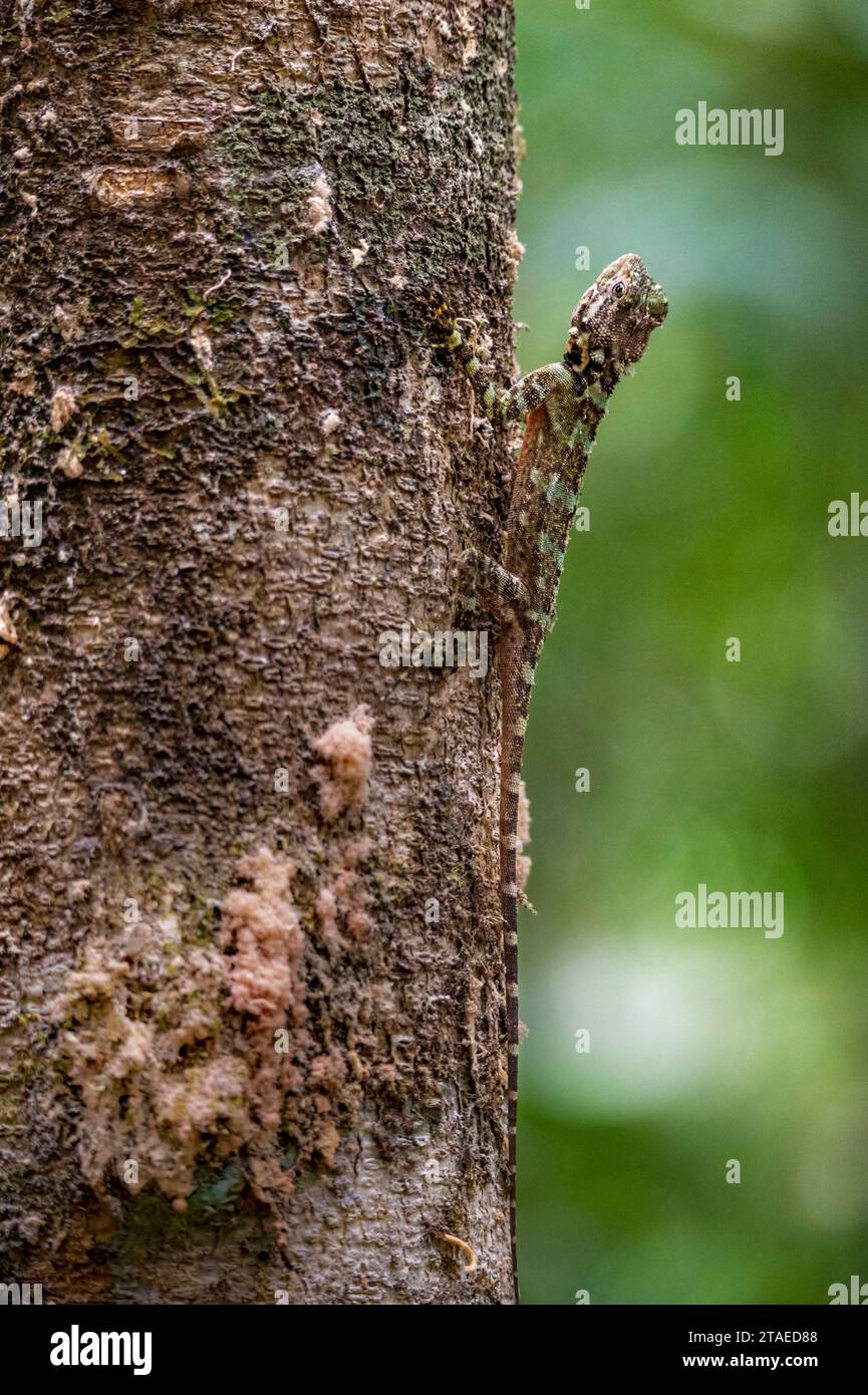 Francia, Guyana francese, Saint-Laurent-du-Maroni, lucertola degli alberi (Plica plica) sul sentiero delle cascate Voltaire Foto Stock