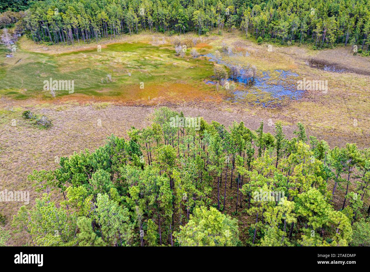 Francia, Guyana francese, Sinnamary, vista aerea della zona umida, della savana e della pineta (vista aerea) Foto Stock