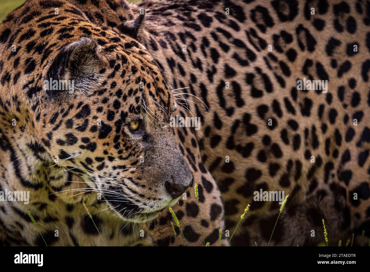 Francia, Guyana francese, Jaguar (Panthera onca) Foto Stock