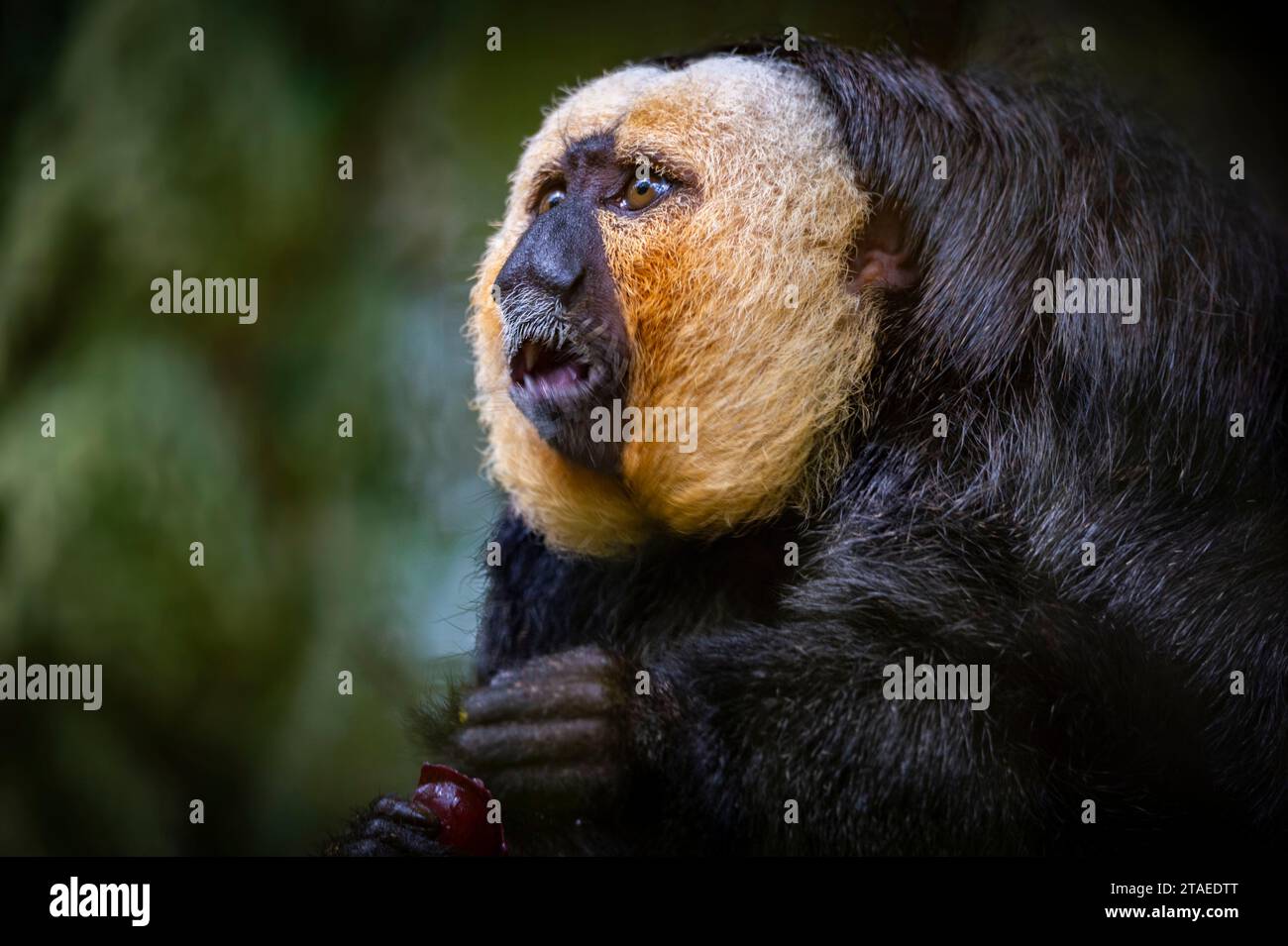 Francia, Guyana francese, Saki con testa chiara o Saki con faccia bianca o Saki con faccia chiara (Pithecia pithecia) Foto Stock