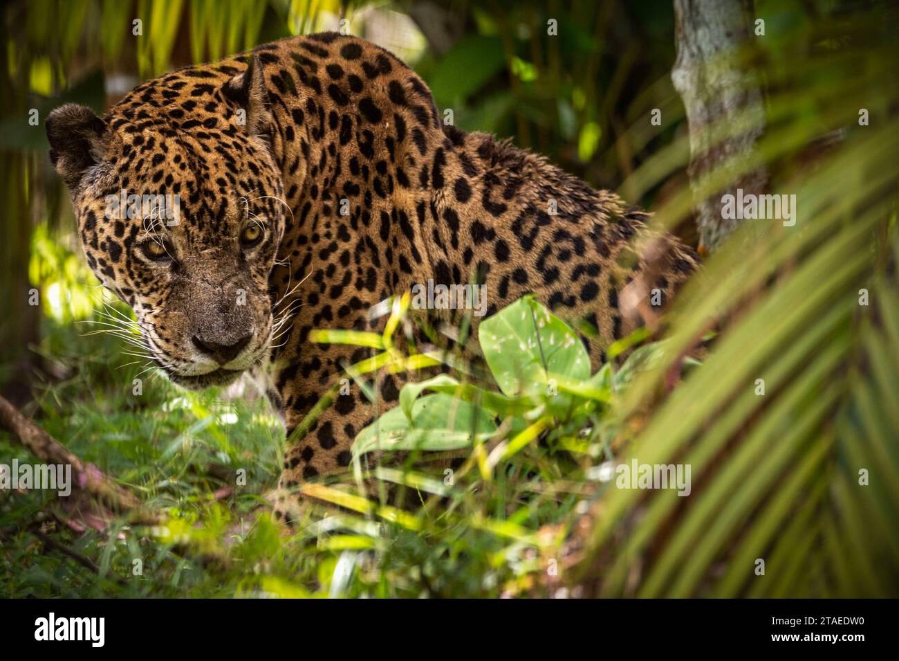 Francia, Guyana francese, Jaguar (Panthera onca) Foto Stock