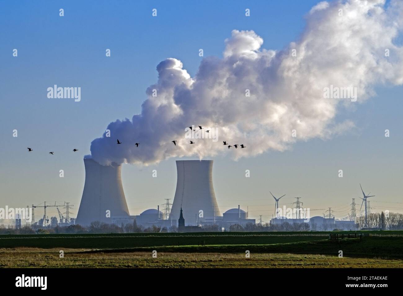 Oche che che volano di fronte alle torri di raffreddamento della centrale nucleare di Doel/centrale nucleare nel porto di Anversa, Fiandre, Belgio Foto Stock