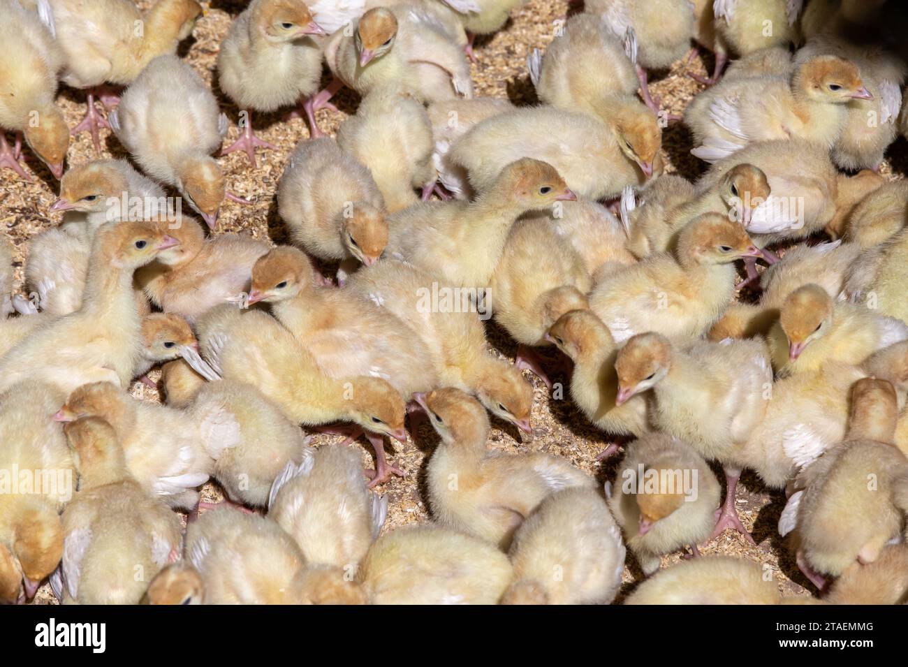 Gruppo di piccoli polli da carne appena nati, pollo in un allevamento di pollame Foto Stock
