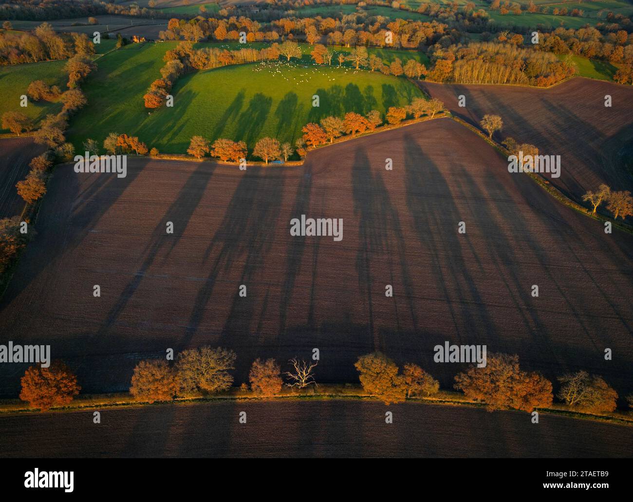 Lunghe ombre proiettate dalla luce del sole invernale su alberi e campi nella campagna del Worcestershire, in Inghilterra. Drone pilotato da operatore qualificato. Foto Stock