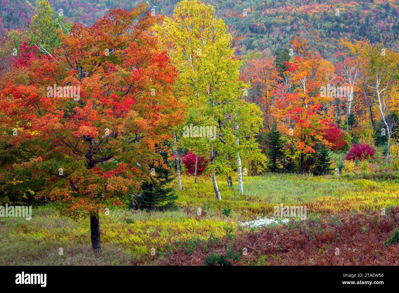 I colori della natura si mescolano e ballano mentre le stagioni cambiano in un prato di montagna del New England. Foto Stock