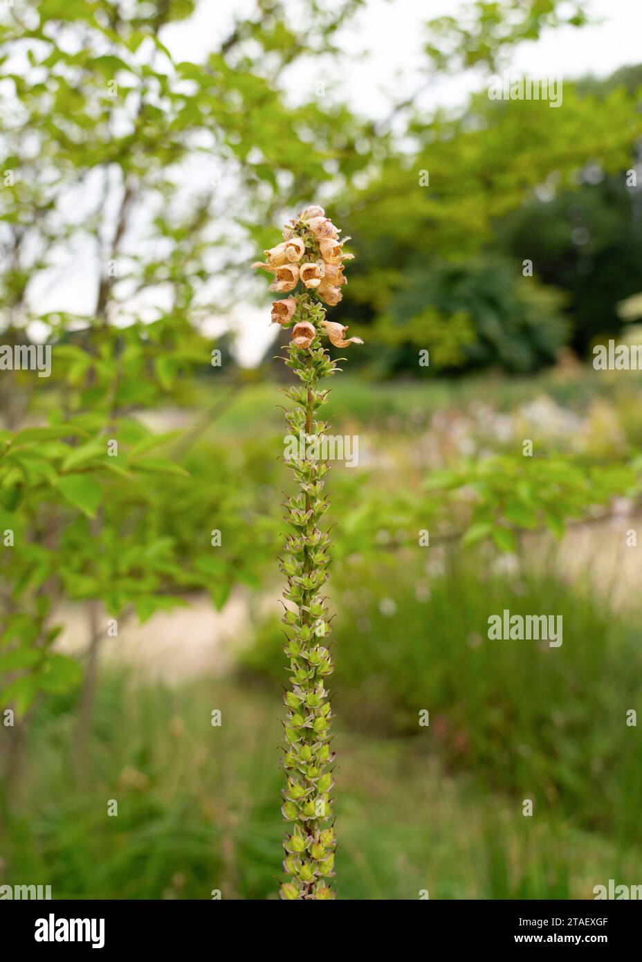 Dettaglio della digitalis ferruginea, il foxglove arrugginito, in fiore nei mesi estivi. Vista ravvicinata di Digitalis ferruginea. Foto Stock
