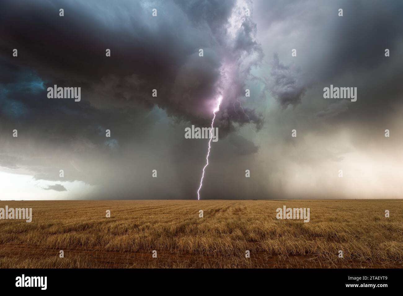 Un fulmine di temporale colpisce un campo vicino a Lamesa, Texas Foto Stock