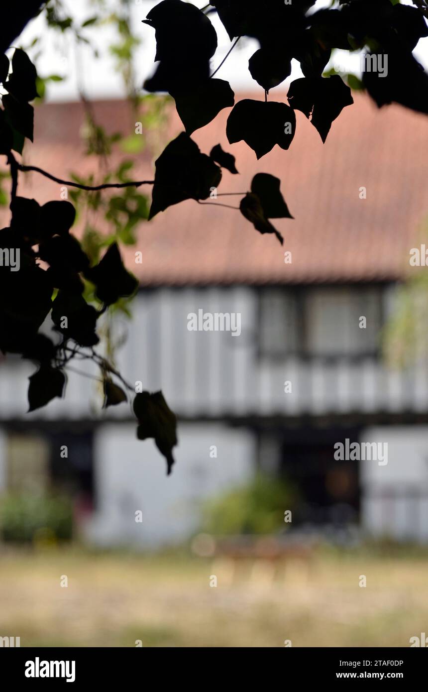 bottega in legno con struttura in legno a vista differenziata, norfolk, inghilterra Foto Stock