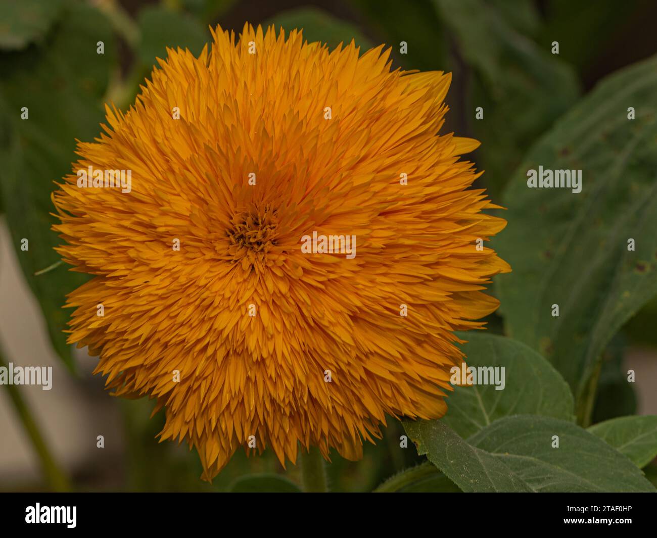 Primo piano dei vivaci girasoli in giardino, immersi nella luce naturale del sole Foto Stock