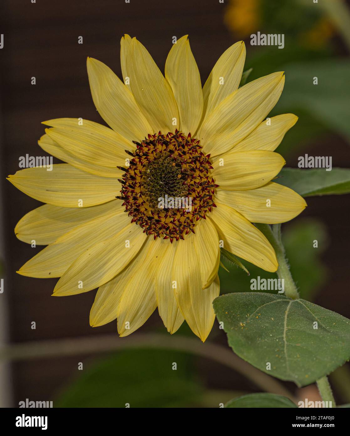 Primo piano dei vivaci girasoli in giardino, immersi nella luce naturale del sole Foto Stock