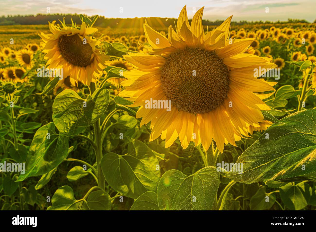 Grande girasole giallo con semi in primo piano in estate. Campo pieno di girasoli al sole. Petali e steli di fiori verdi del raccolto. Foto Stock