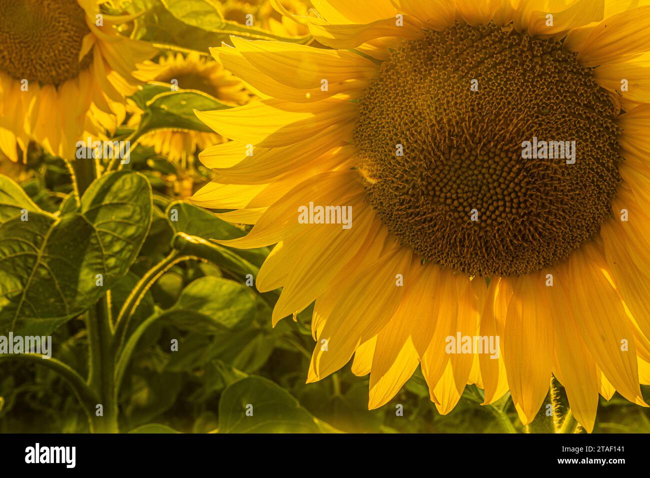 aperto grande fiore giallo di girasole con semi in estate in dettaglio. Piantare al sole. Petali e steli di fiori verdi del raccolto. Il sole splende Foto Stock