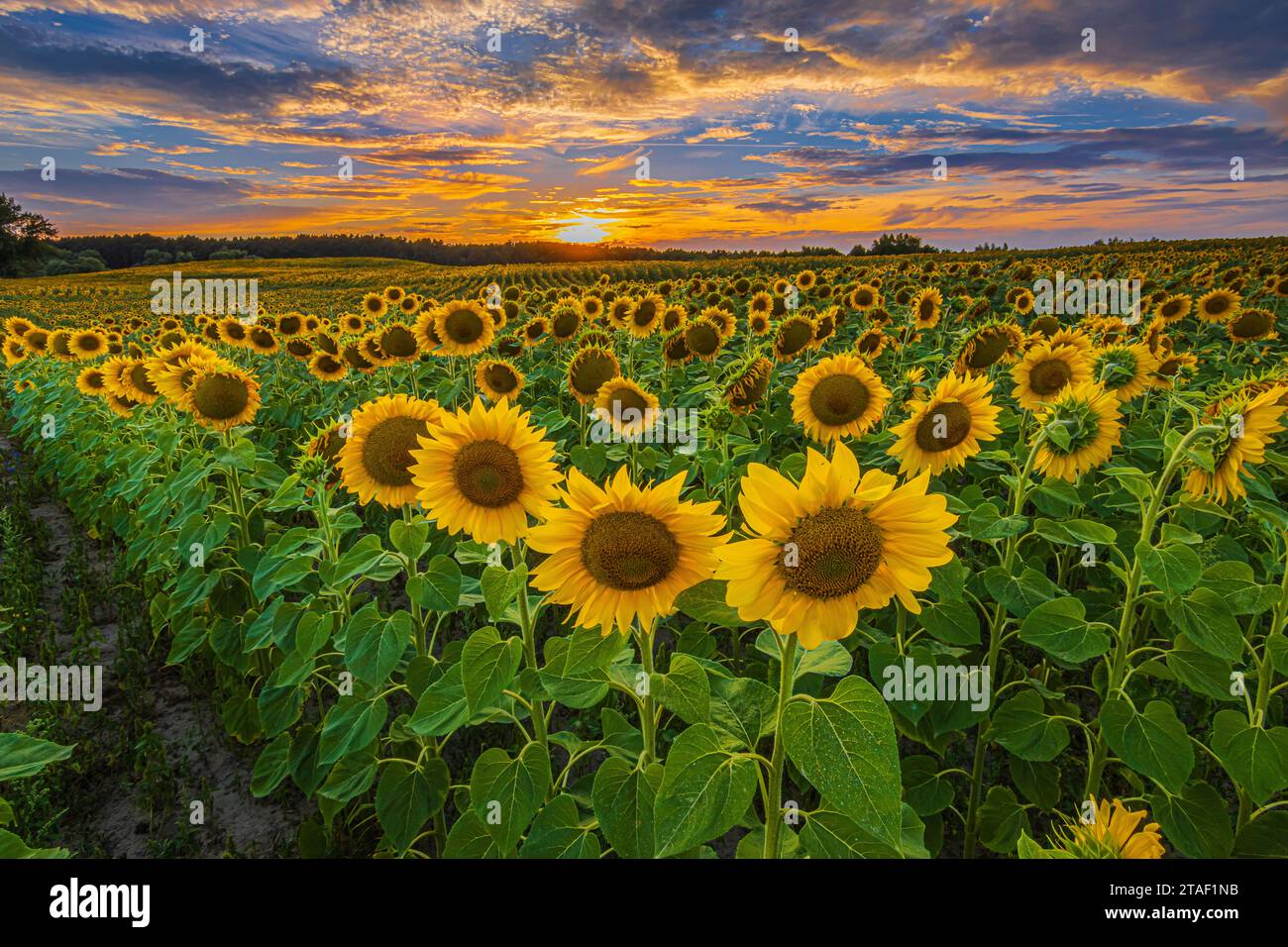 Paesaggio estivo al tramonto. Un campo con raccolti in fiore la sera. File piene di girasoli con fiori gialli aperti al sole con nuvole Foto Stock Paesaggio estivo al tramonto. Un campo con raccolti in fiore la sera. File piene di girasoli con fiori gialli aperti al sole con nuvole Foto Stock