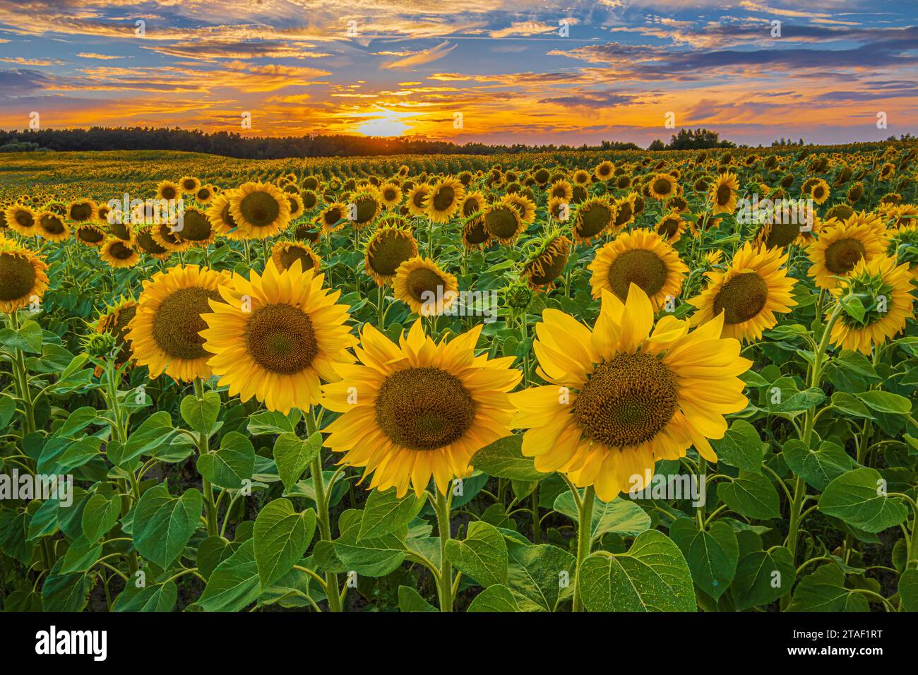 Campo di girasoli al tramonto. Paesaggio estivo. Un campo con raccolti in fiore la sera. File piene di girasoli con fiori gialli aperti Foto Stock Campo di girasoli al tramonto. Paesaggio estivo. Un campo con raccolti in fiore la sera. File piene di girasoli con fiori gialli aperti Foto Stock